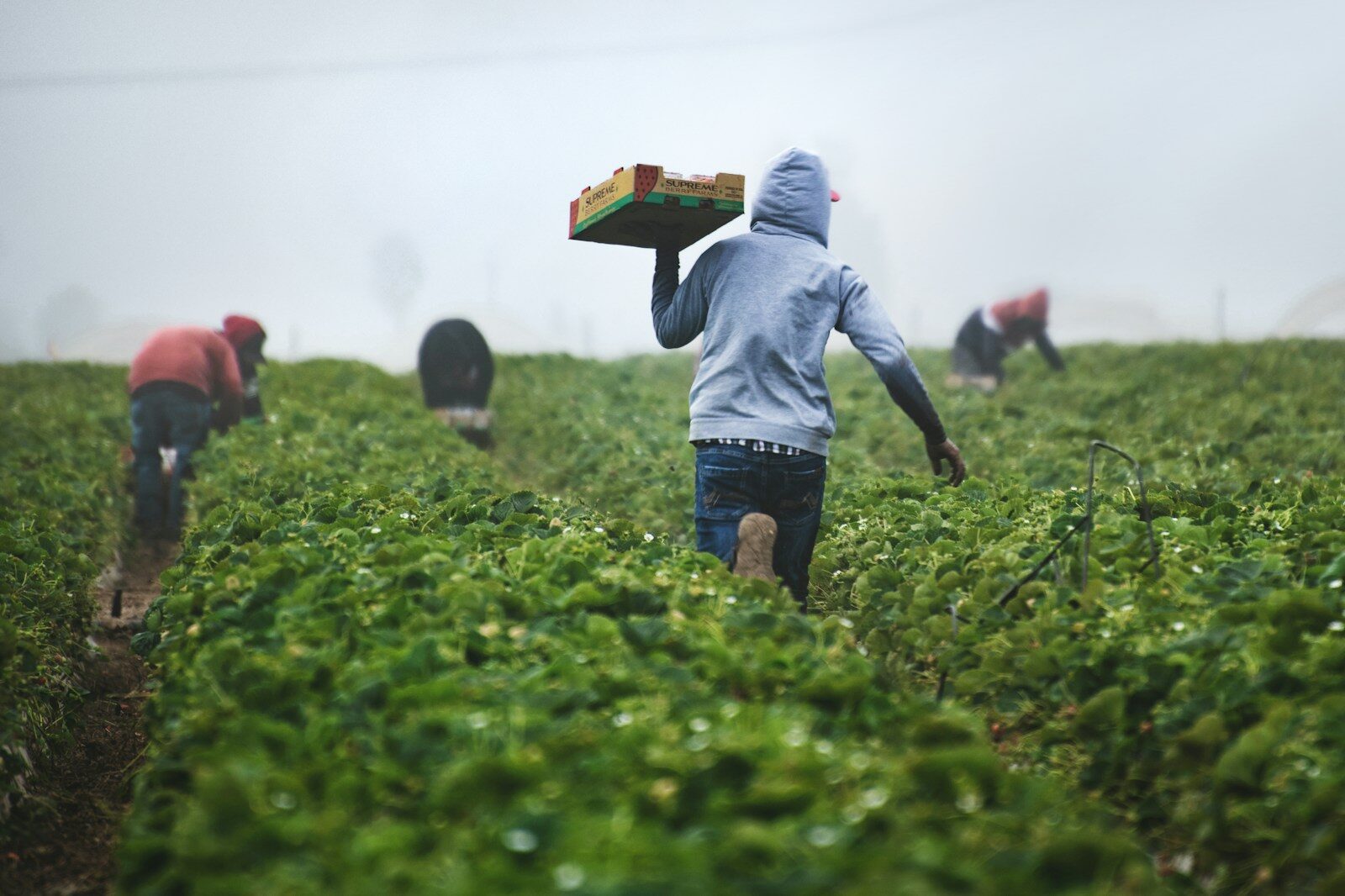 Become a farmer: agricultural workers harvesting crops together in a field, illustrating the hands-on farming experience required before making the transition
