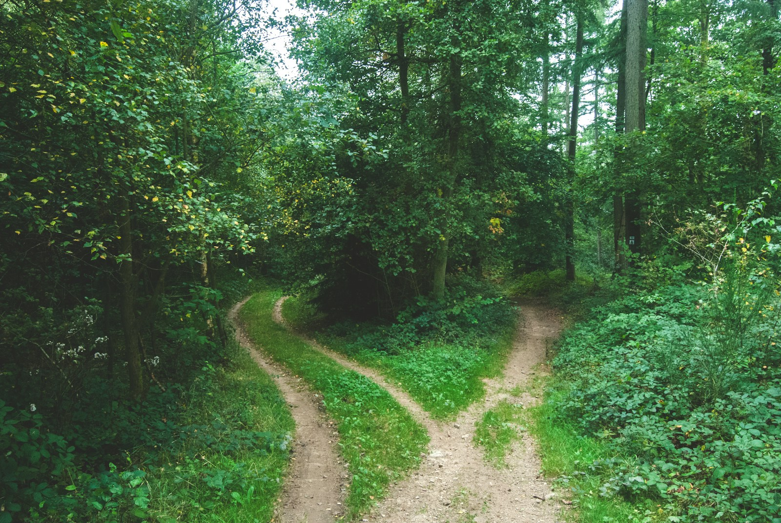 A forest path splitting in two directions, representing the opportunity to explore different career paths